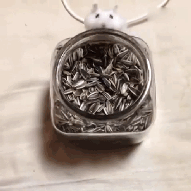哇噻!瓜子!瓜子!好大一罐瓜子!